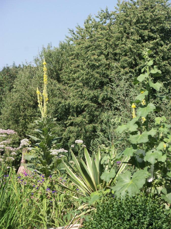 Kleine Villa Im Wilden Garten Gummersbach Exteriör bild