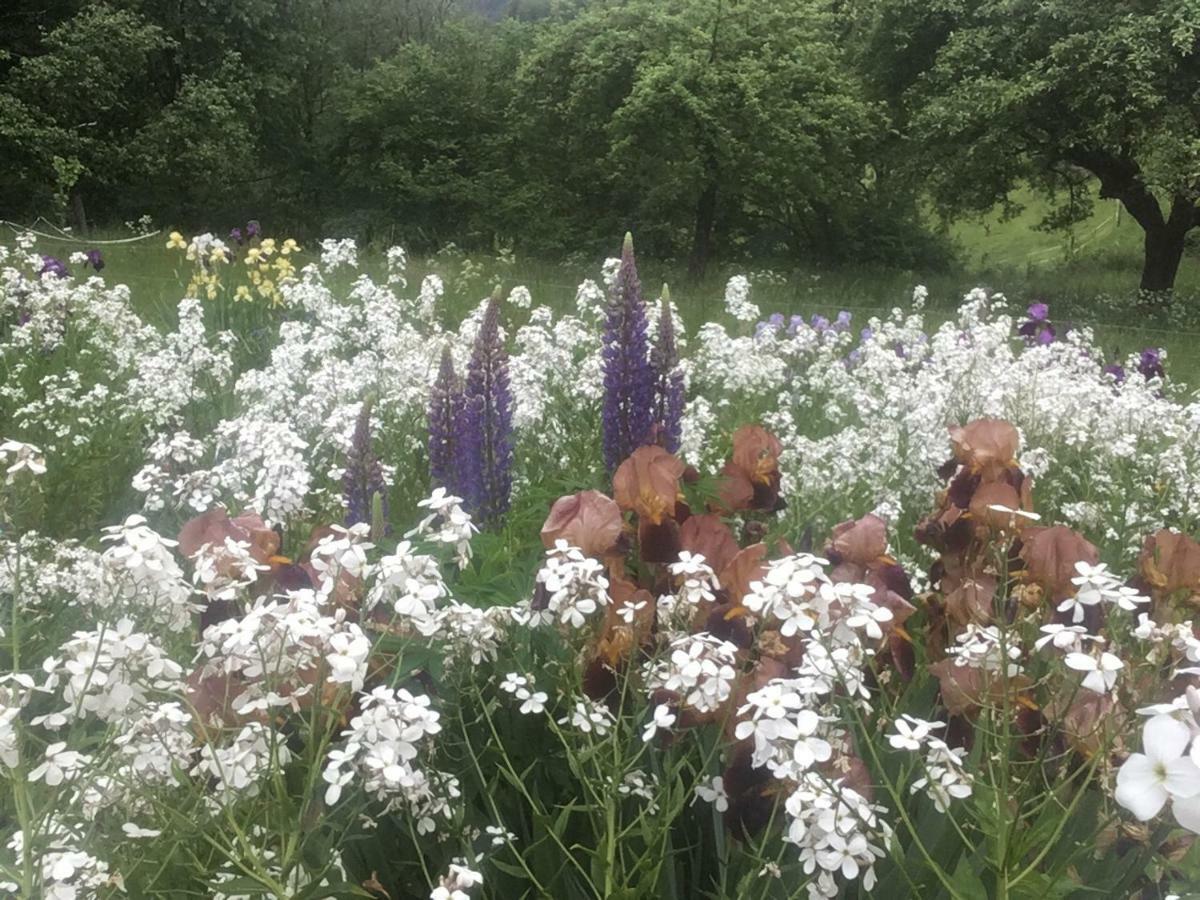 Kleine Villa Im Wilden Garten Gummersbach Exteriör bild